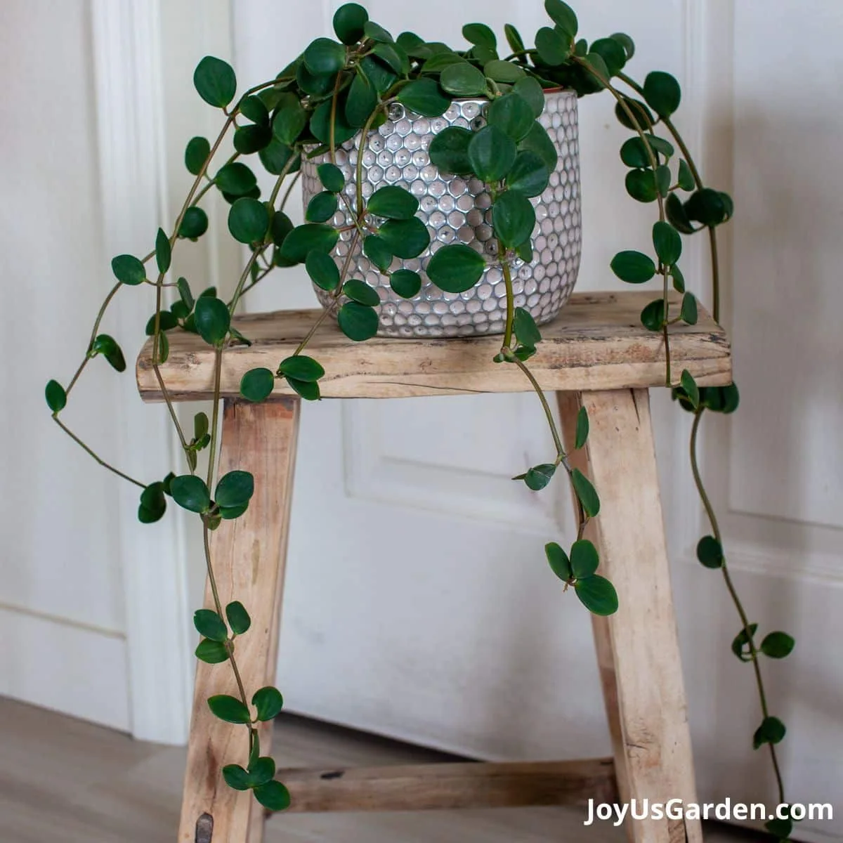 Peperomia Hope on a wooden stool trails hanging down, plant in white pot.