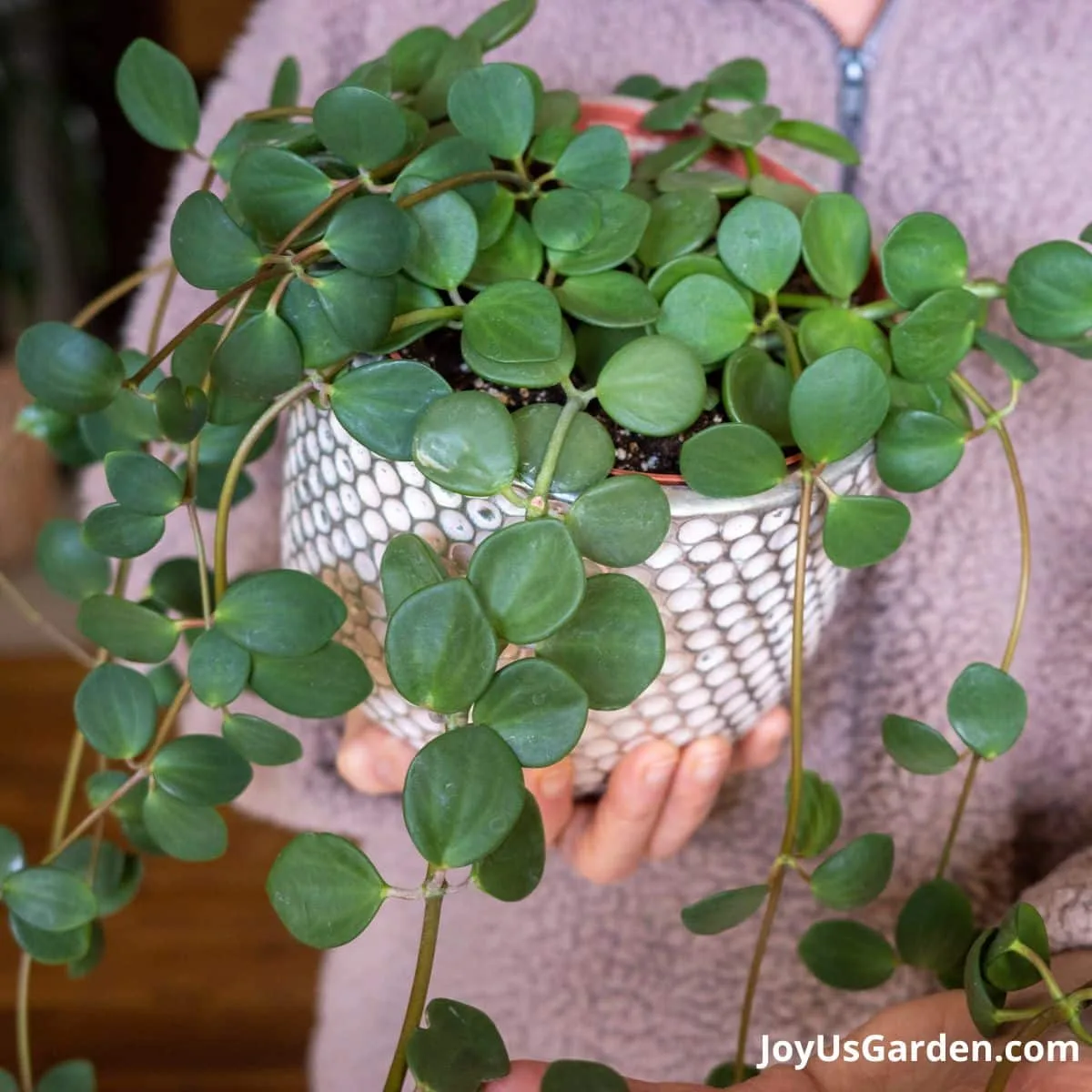 Woman holding a Peperomia Hope in white pot.