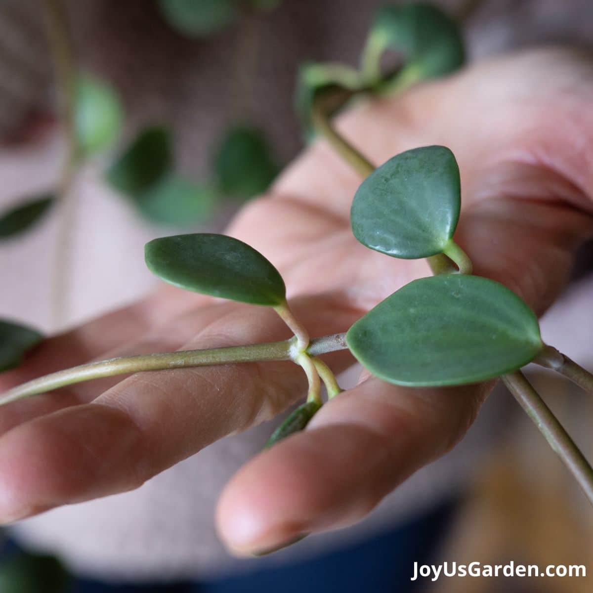 Close up of hand holding the trails of a Peperomia Hope.