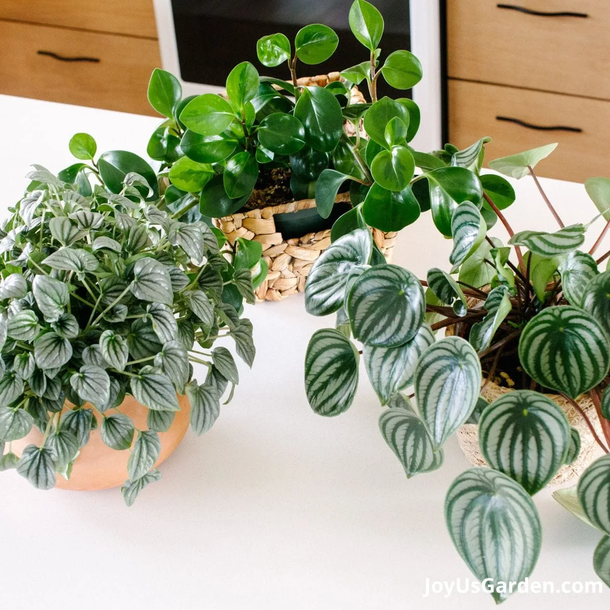 L to R: Ripple Peperomia, Baby Rubber Plant, & Watermelon Peperomia on kitchen counter.