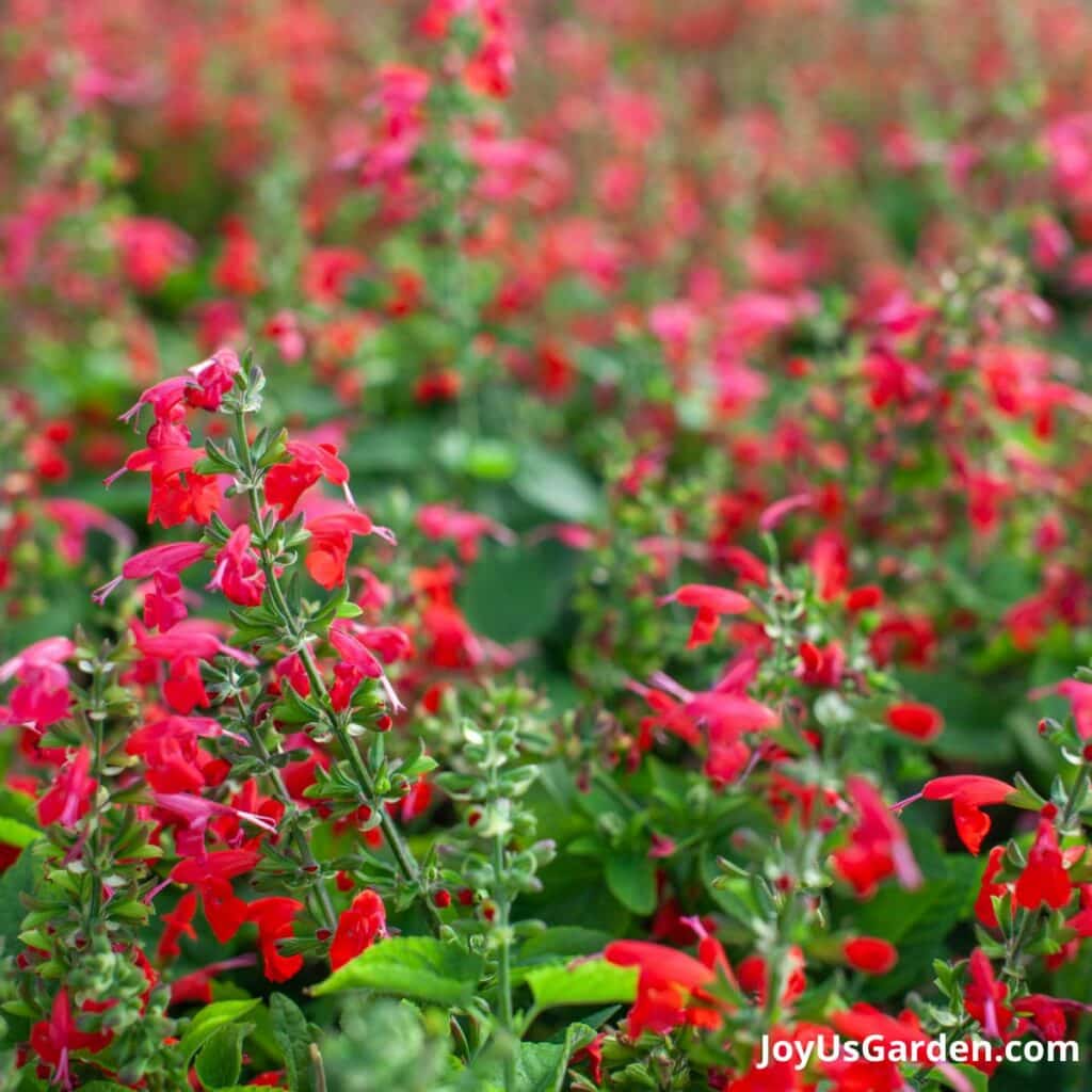 Red salvia in bloom. 