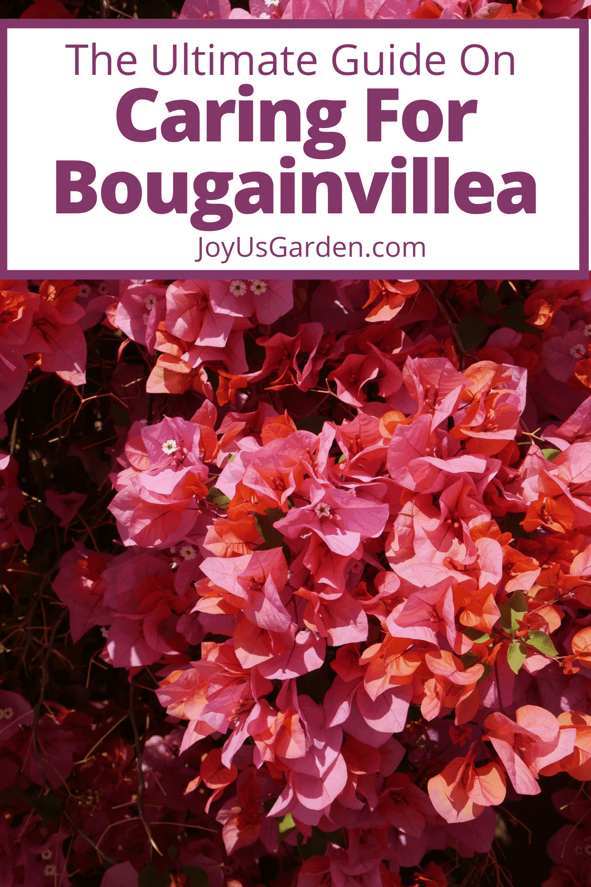 Bougainvillea Care Growing Tips 2025 Guide 2