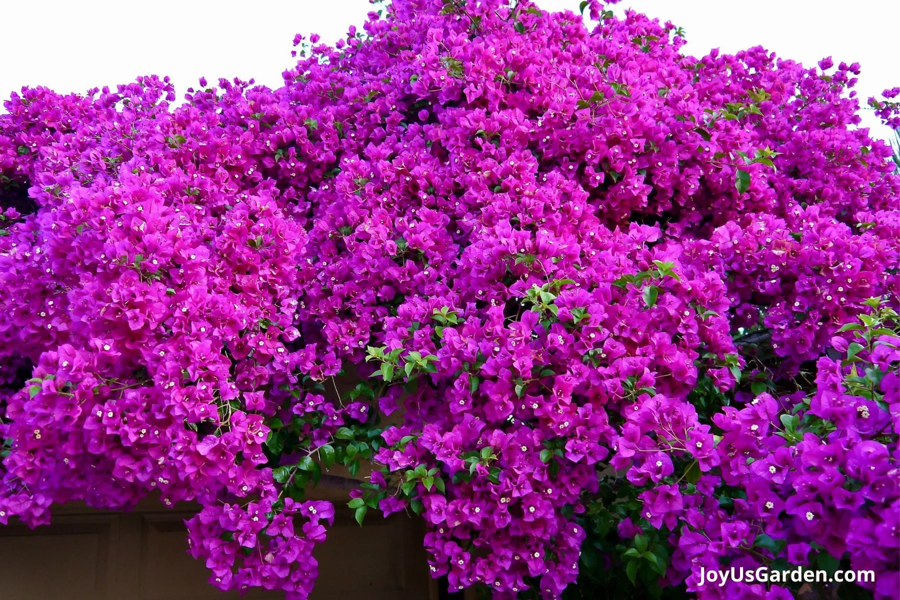 Purple bougainvillea growing over a garage.