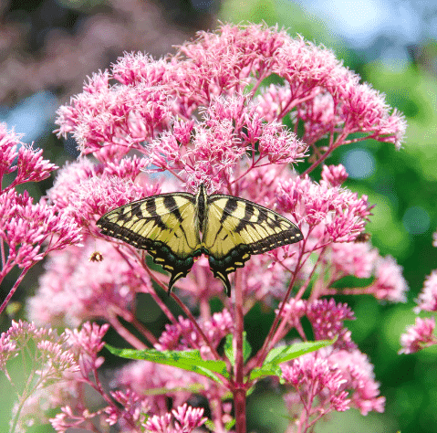 Pink Joe Pye Weed with Butterfly photo credit eden brothers.