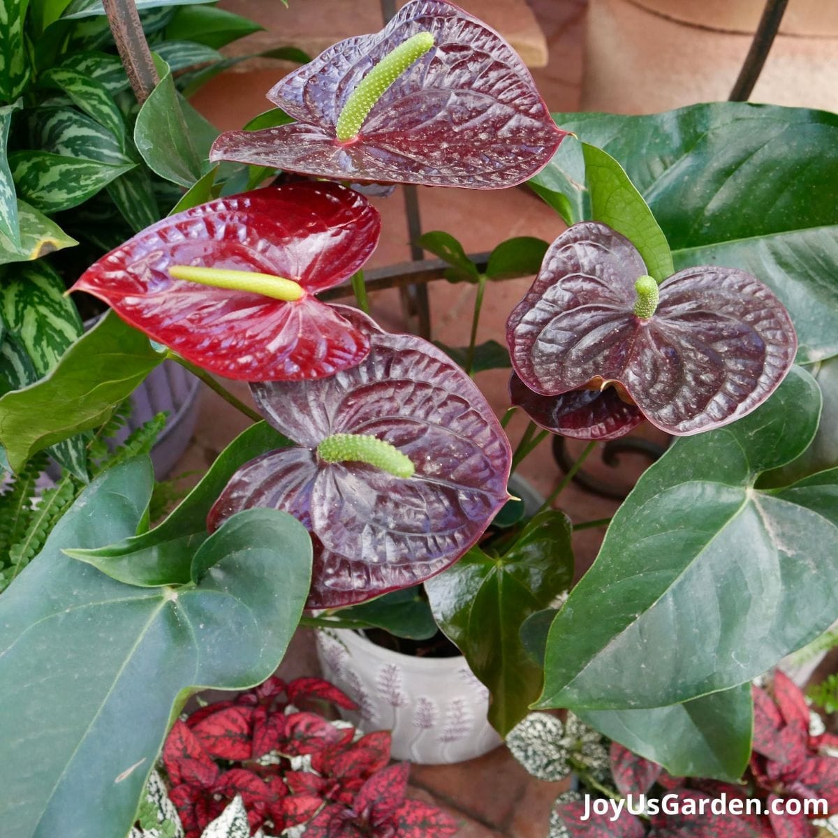 Dark burgundy flowers of an anthurium growing in a nursery.