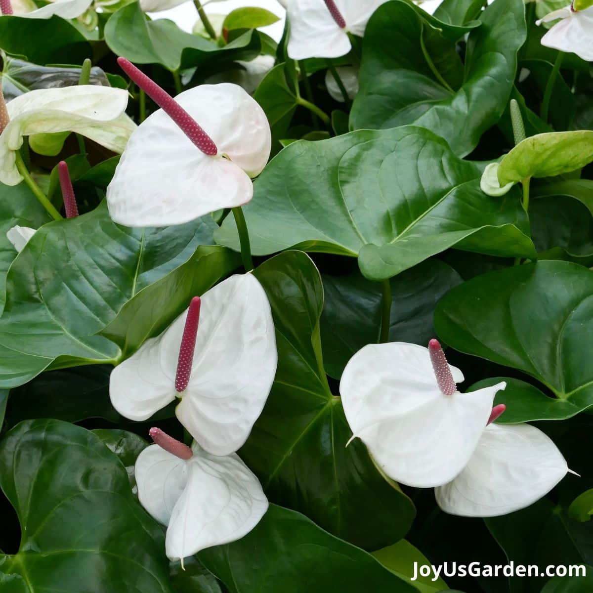 White blooms on an Anthurium.
