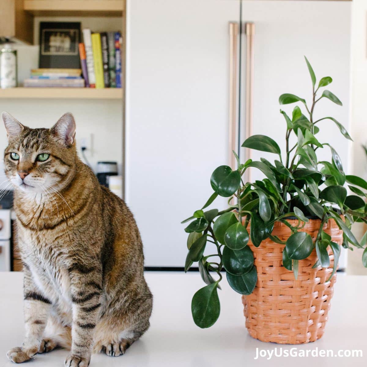 Cat sits on kitchen counter next to a baby rubber plant in an orange plant basket. 