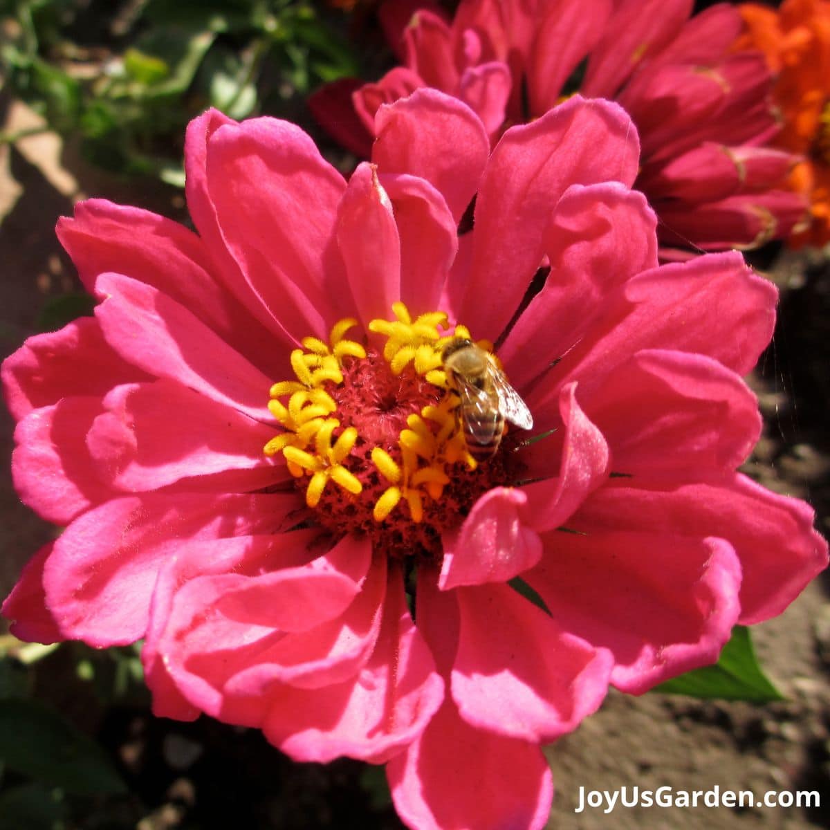 Bee pollinating a pink flower.