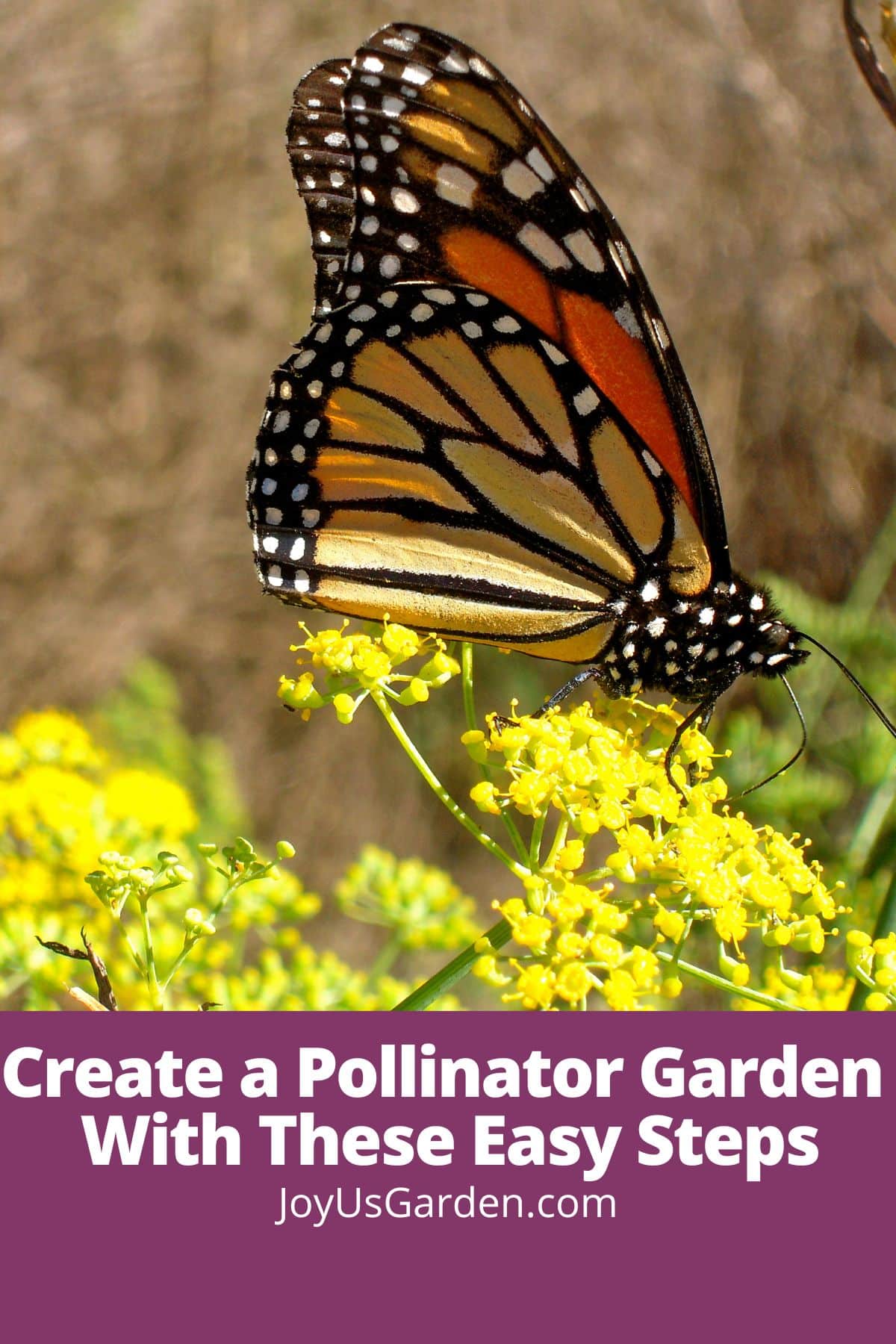 Lead photo of monarch butterfly on yellow flowers, text reads create a pollinator garden with these easy steps joyusgarden.com