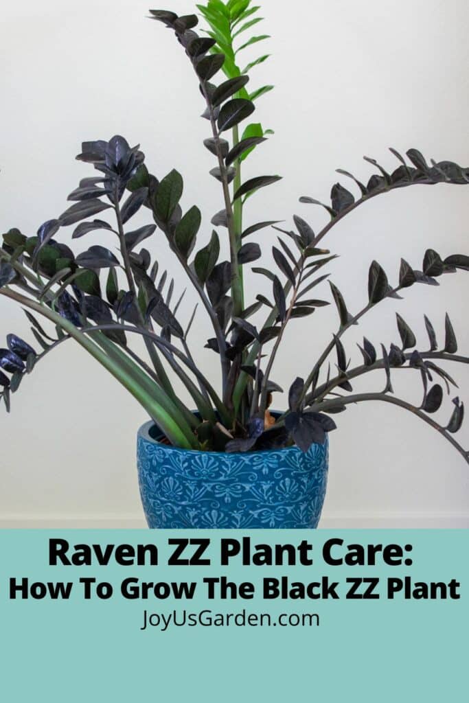 Raven ZZ Plant Care Guide The Black ZZ Plant