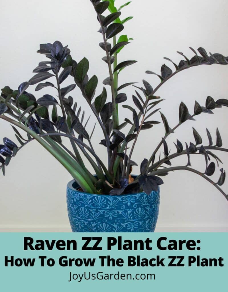 Lead photo of Raven ZZ Plant growing in blue pot text reads Raven ZZ Plant Care: How To Grow The Black ZZ Plant joyusgarden.com