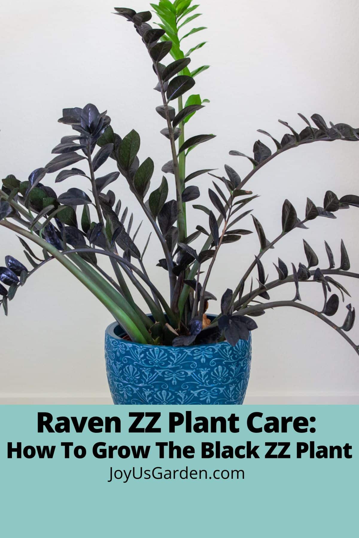 Lead photo of Raven ZZ Plant growing in blue pot