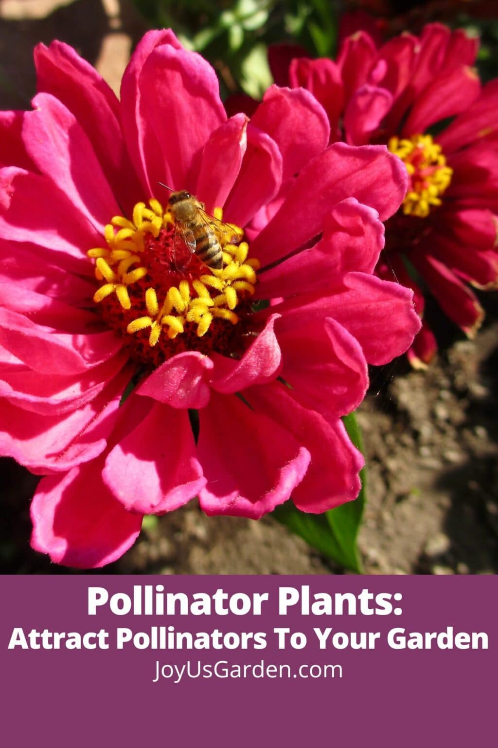 Pollinator Plants Attract Pollinators To Your Garden