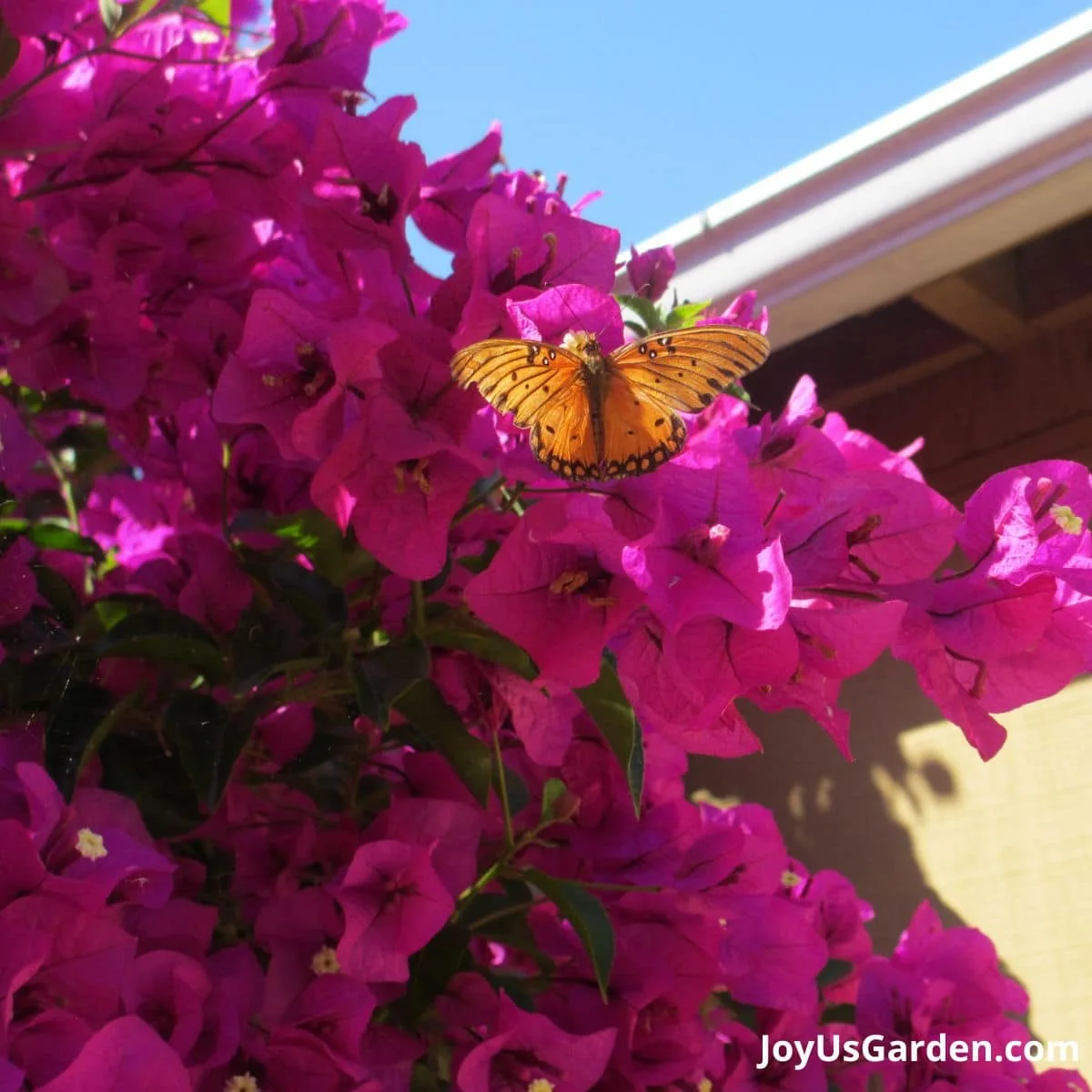 Butterfly landed on a pink bougainvillea.