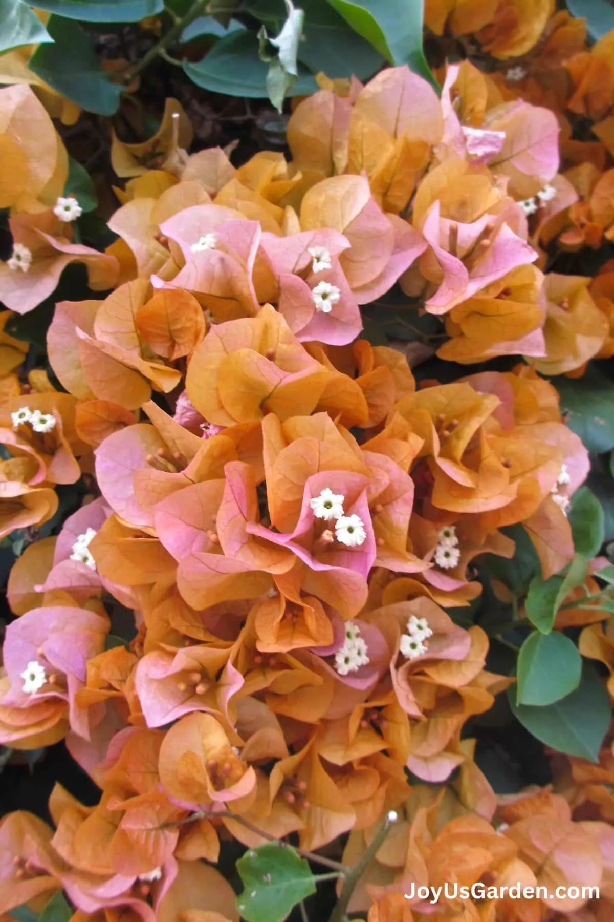 Close up of the bracts and flowers on an orange & pink bougainvillea.