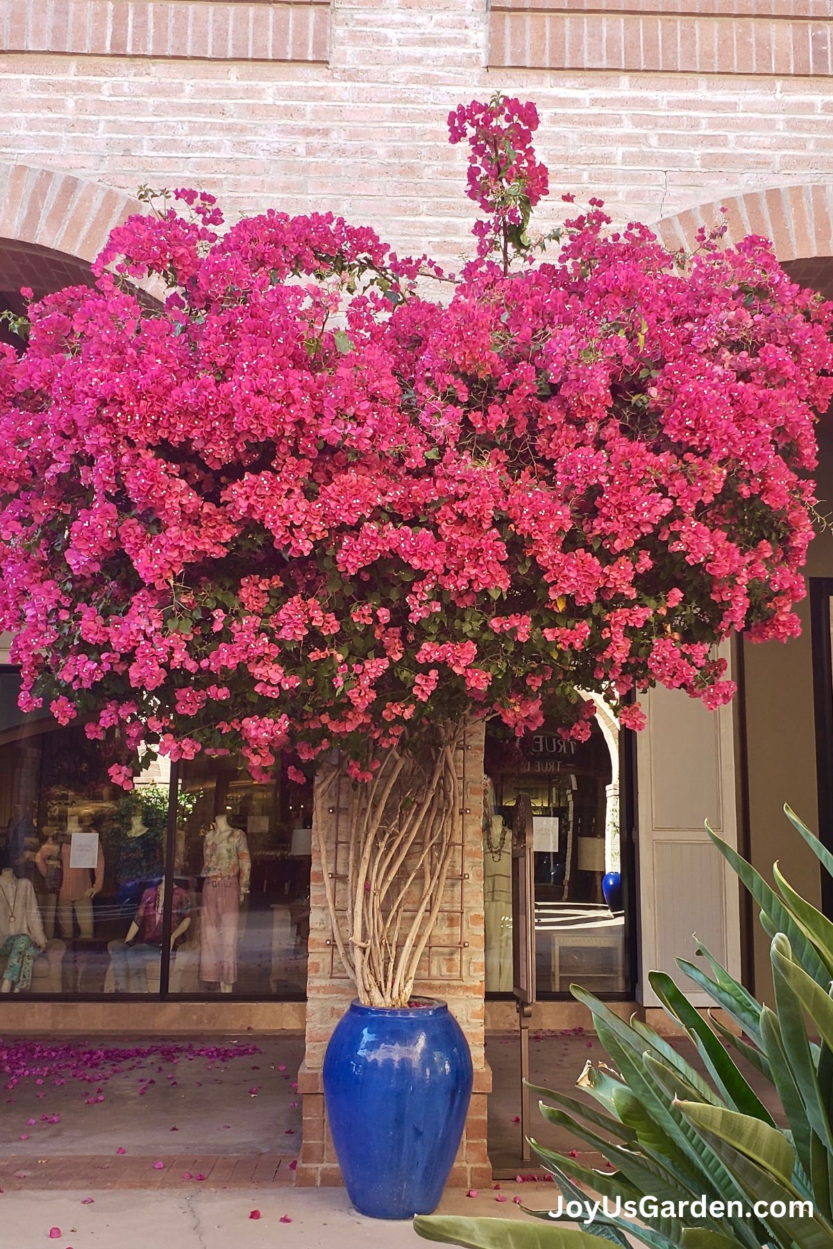 Large deep pink bougainvillea growing in a tall blue urn pot at outdoor mall.