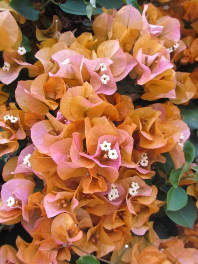 Close up of orange and oink bougainvillea flowers.