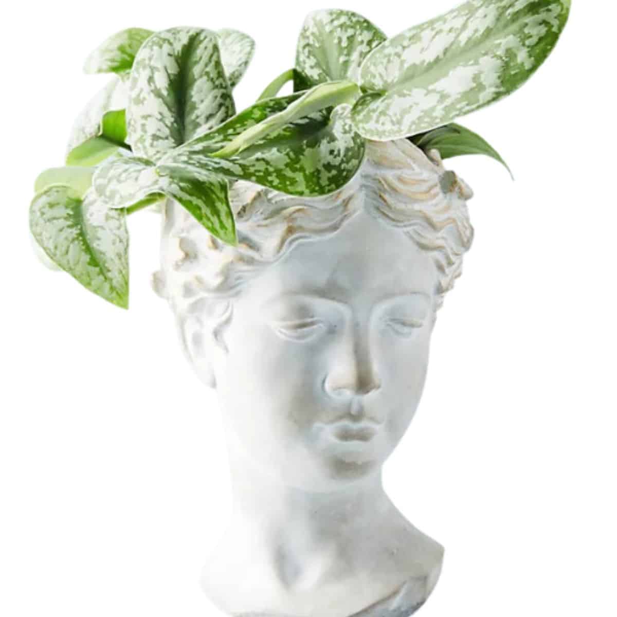 Grecian style head planter from Anthropologie. 