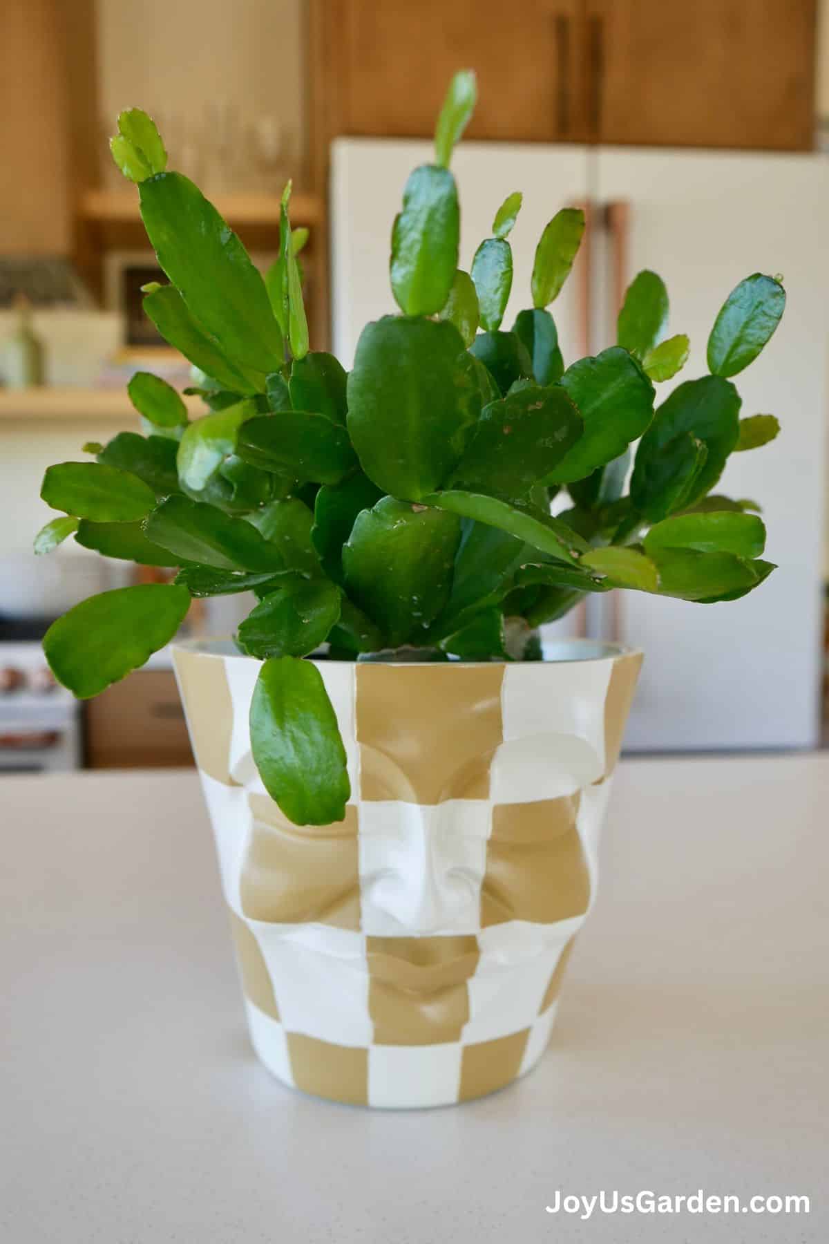 Easter cactus shown growing in a tan and white checkered faced pot in a bright room.