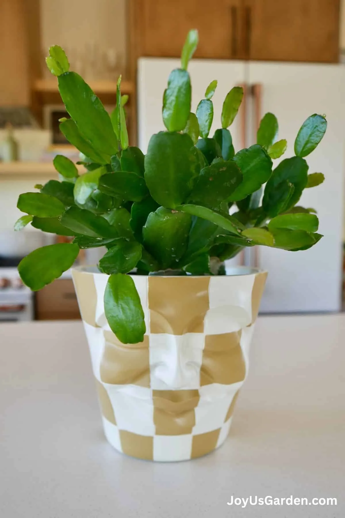 Easter cactus shown growing in a tan and white checkered faced pot in a bright room.