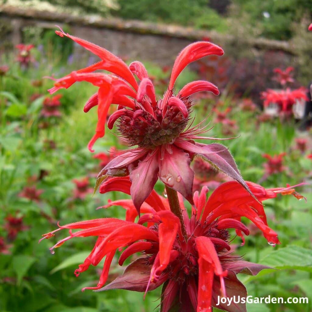 Close up of a bright red bee balm flower.