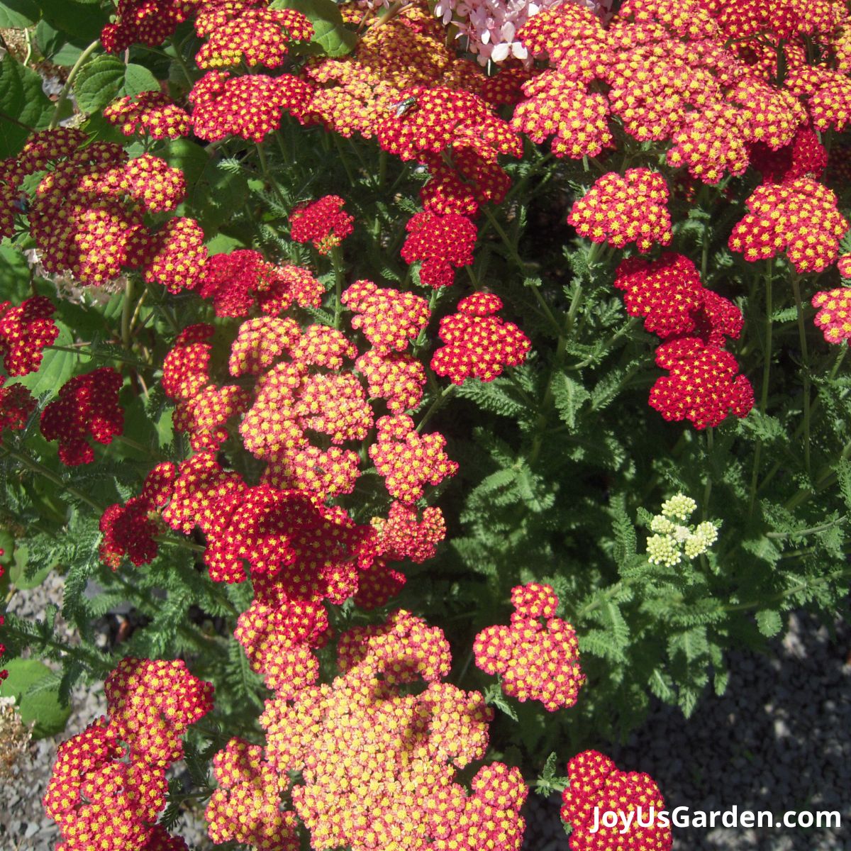 Close up of red & pale yellow yarrow flowers growing in a garden.