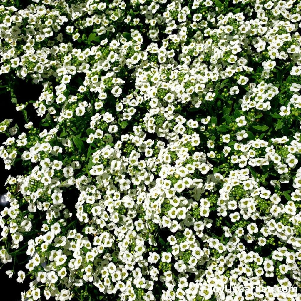 Close up of a mass of white alyssum flowers.