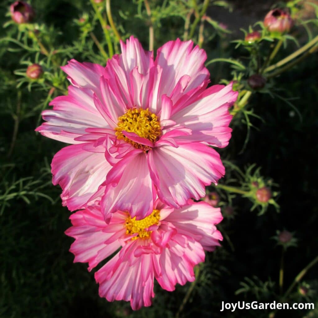 Close up of white & pink cosmos flowers.