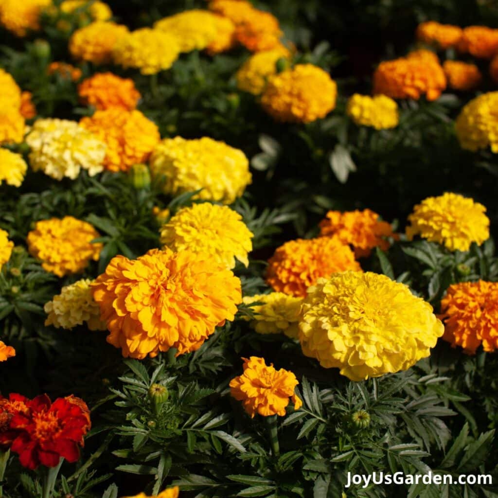 Many marigold plants with yellow & orange flowers.