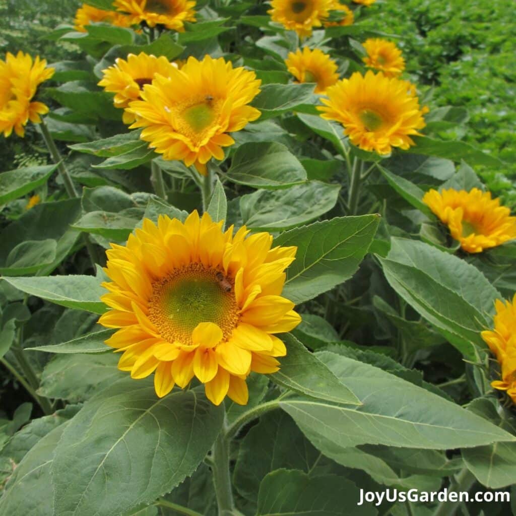 Tall yellow sunflowers growing in a field.