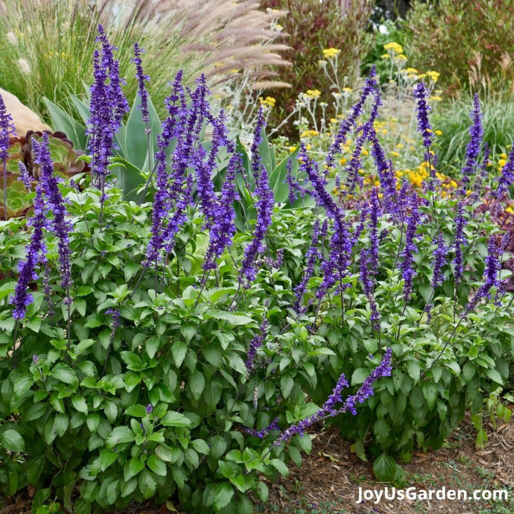 Tall blue/purple salvia plants growing in a garden.