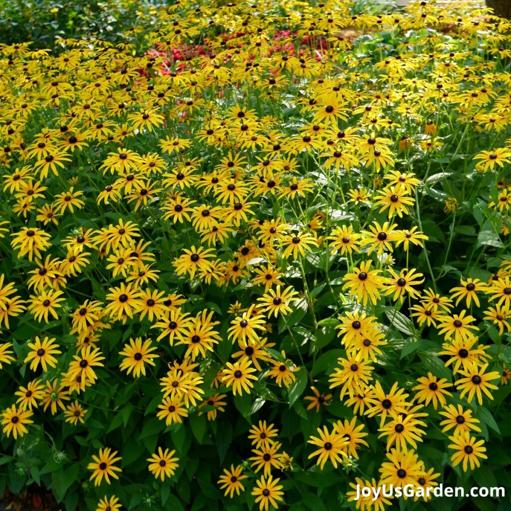 A mass planting of yellow black eyed susan flowers in full bloom.
