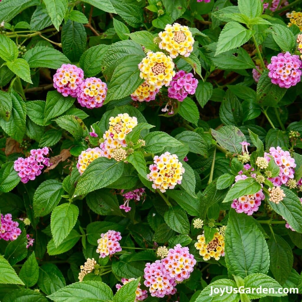 Close up of  view of a lantana shrub with yellow & lavender/pink flowers.