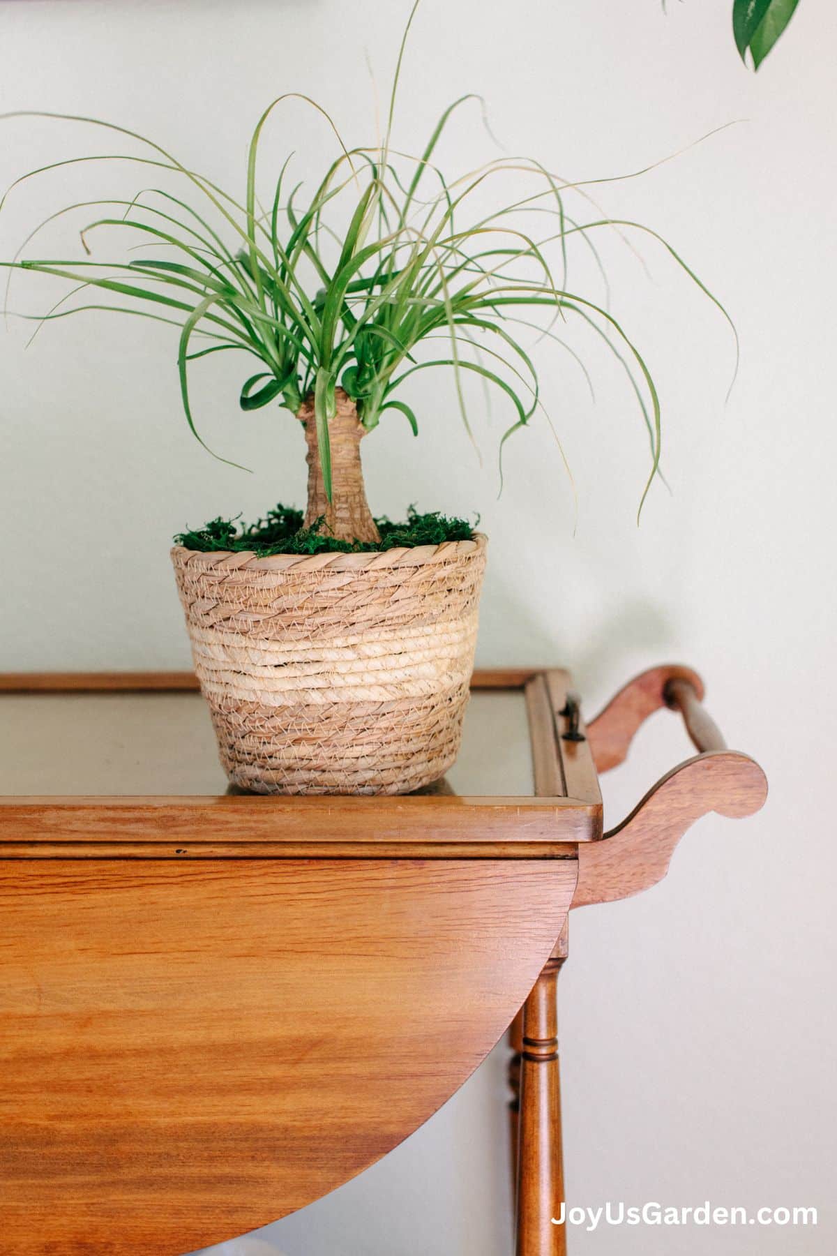 spider plant images Spider Plant