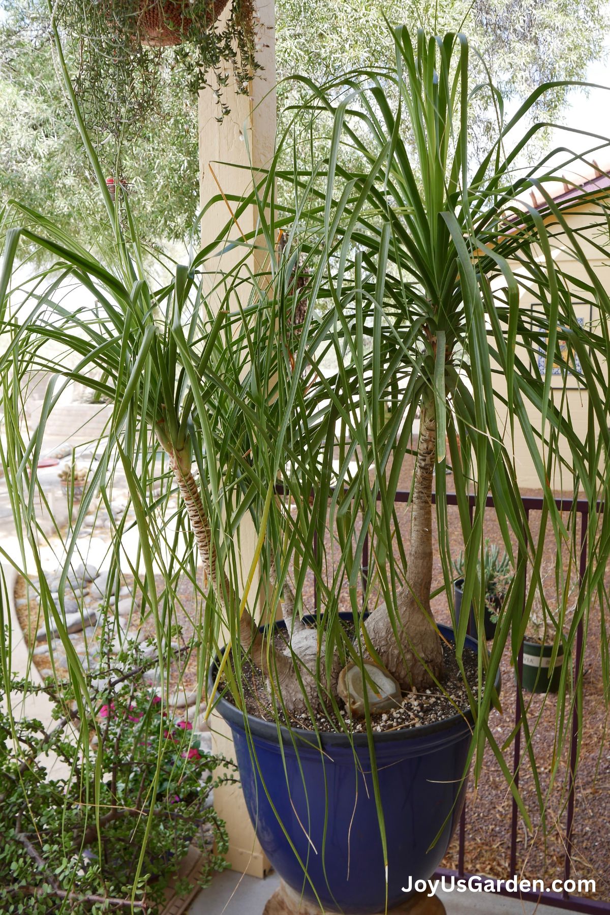 Three-headed ponytail palm in blue pot outdoors on patio.