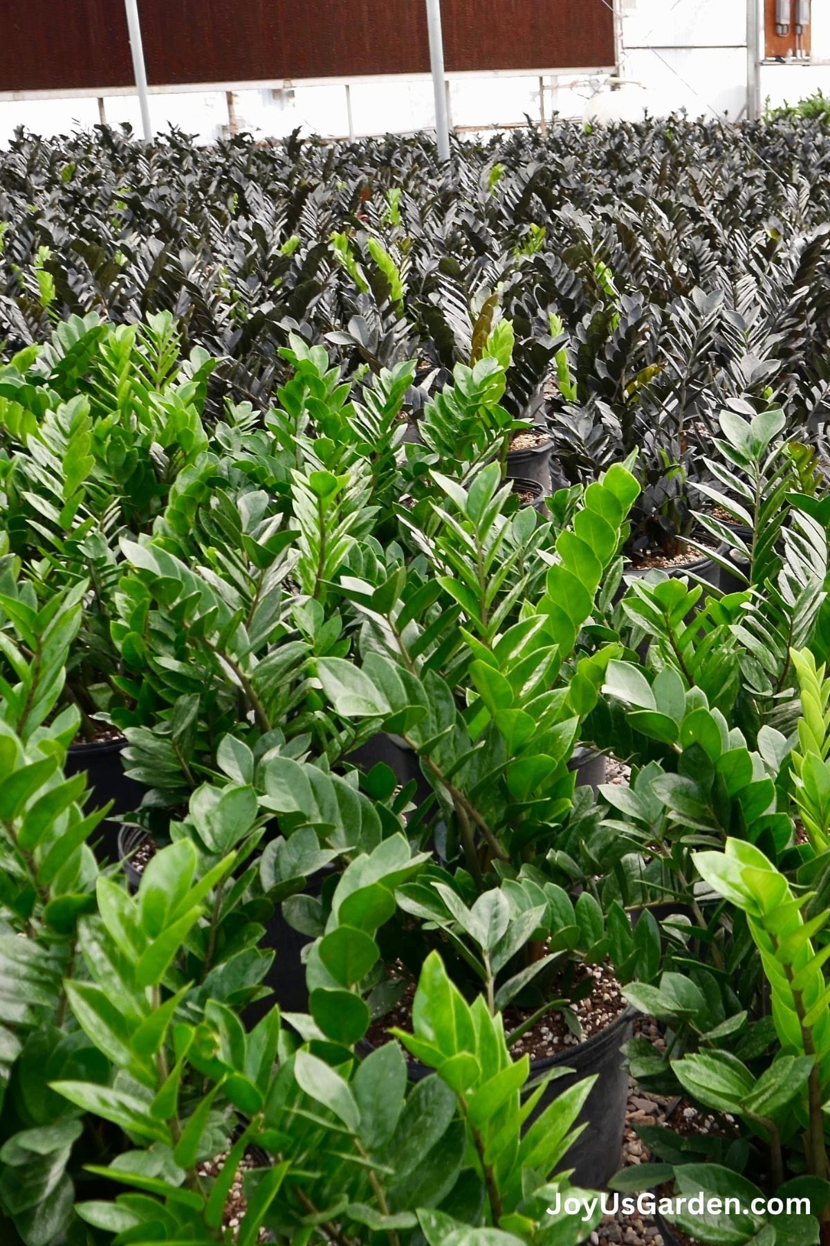 Rows of ZZ Plants growing in a plant nursery, raven zz plant and green common zz plant.