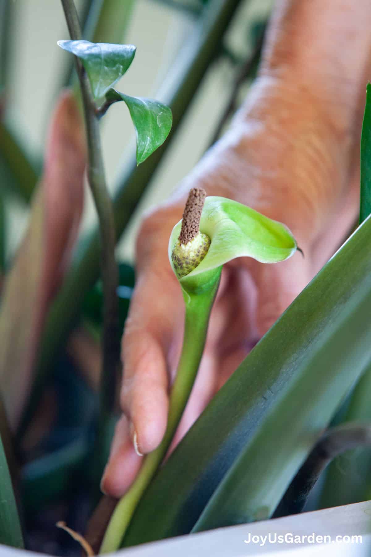 Flower of a ZZ Plant.