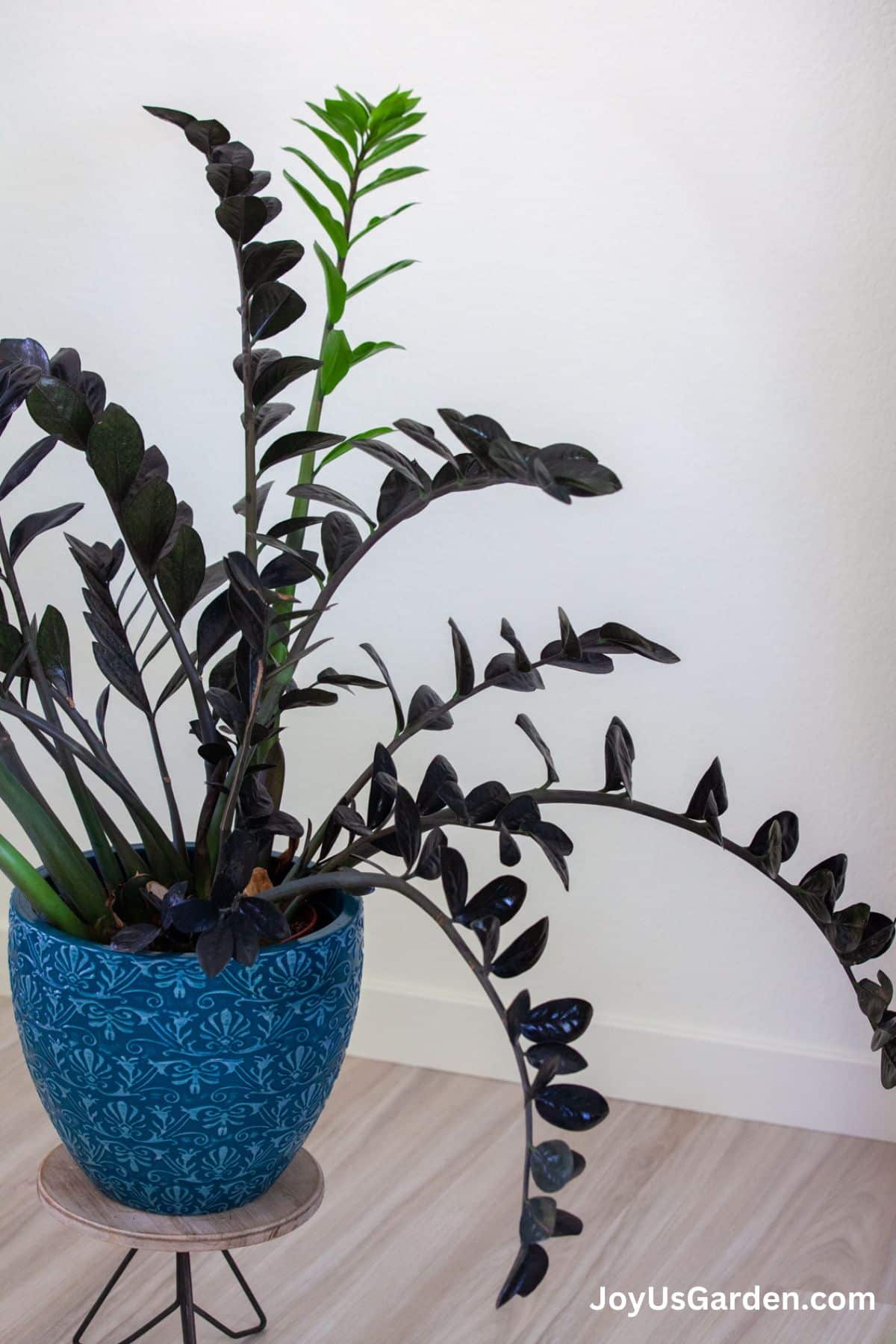 Raven zz plant growing indoors in blue pot.