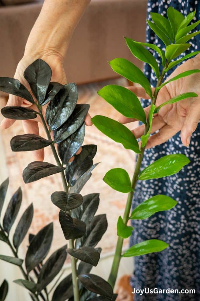 Raven ZZ Plant Care Guide The Black ZZ Plant