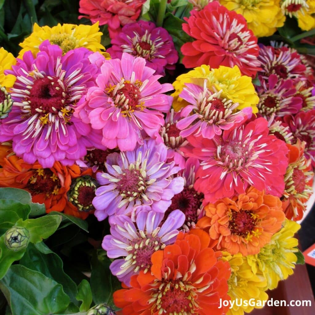 An array of vibrant zinnia flowers in many colors.