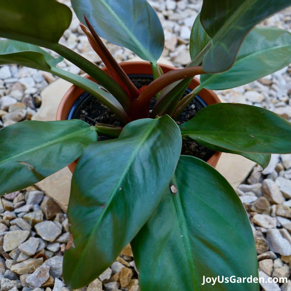 Philodendron Imperial Red growing outdoors in a tan pot new leaf emerging. 
