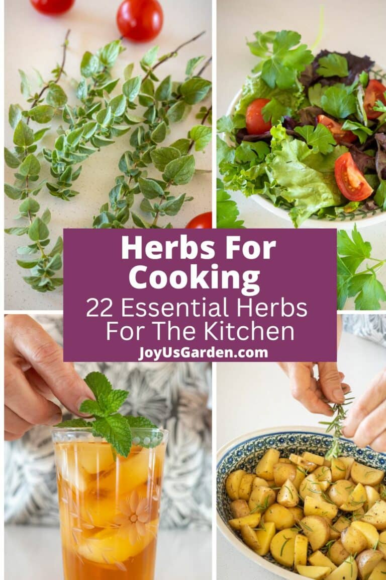 Herbs For Cooking: 22 Essential Herbs For The Kitchen