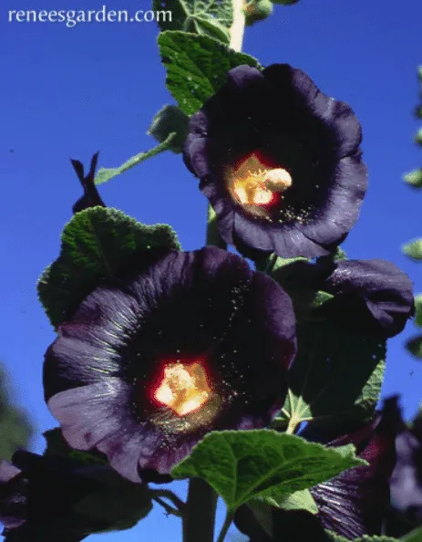 Black watchmen hollyhocks are in bloom.