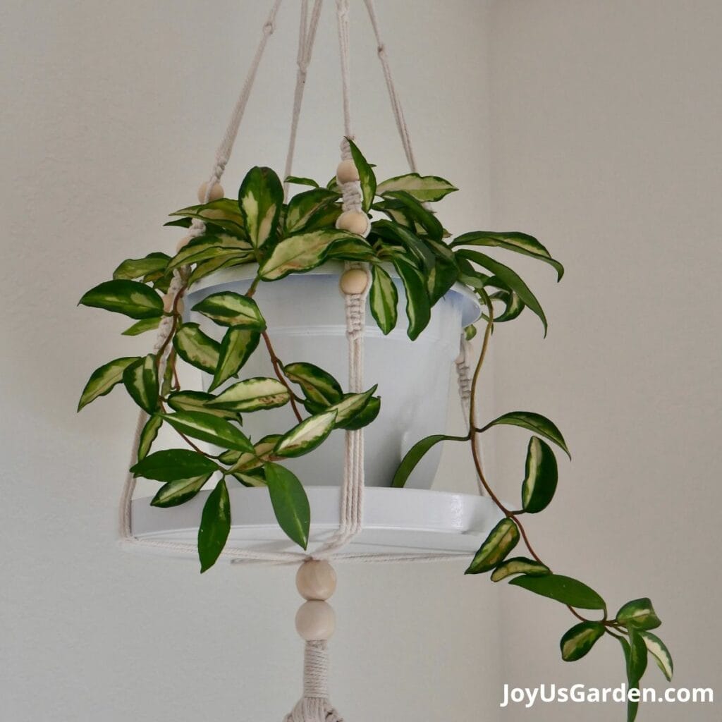 Hoya Carnosa Rubra growing indoors in a white pot hanging from a ceiling.