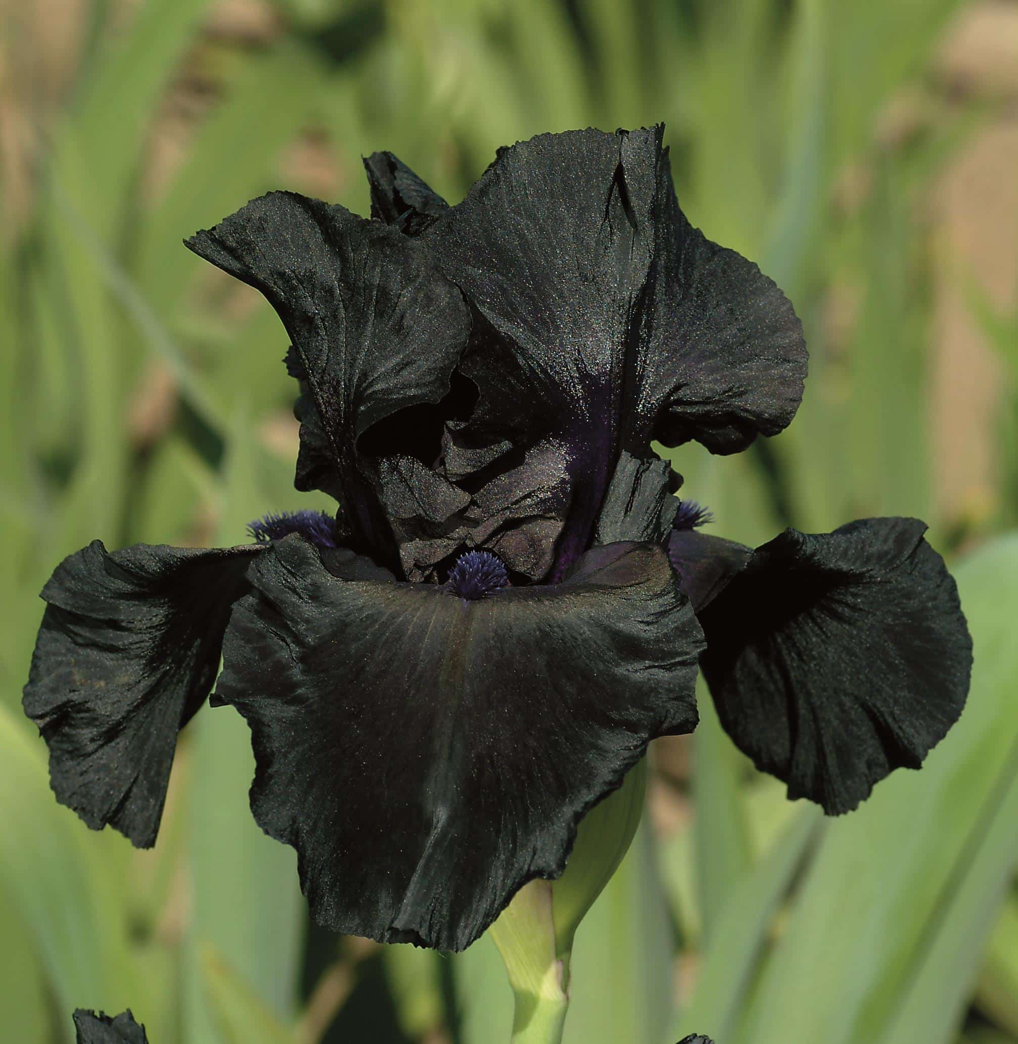 Up close photo of a black bearded iris. 
