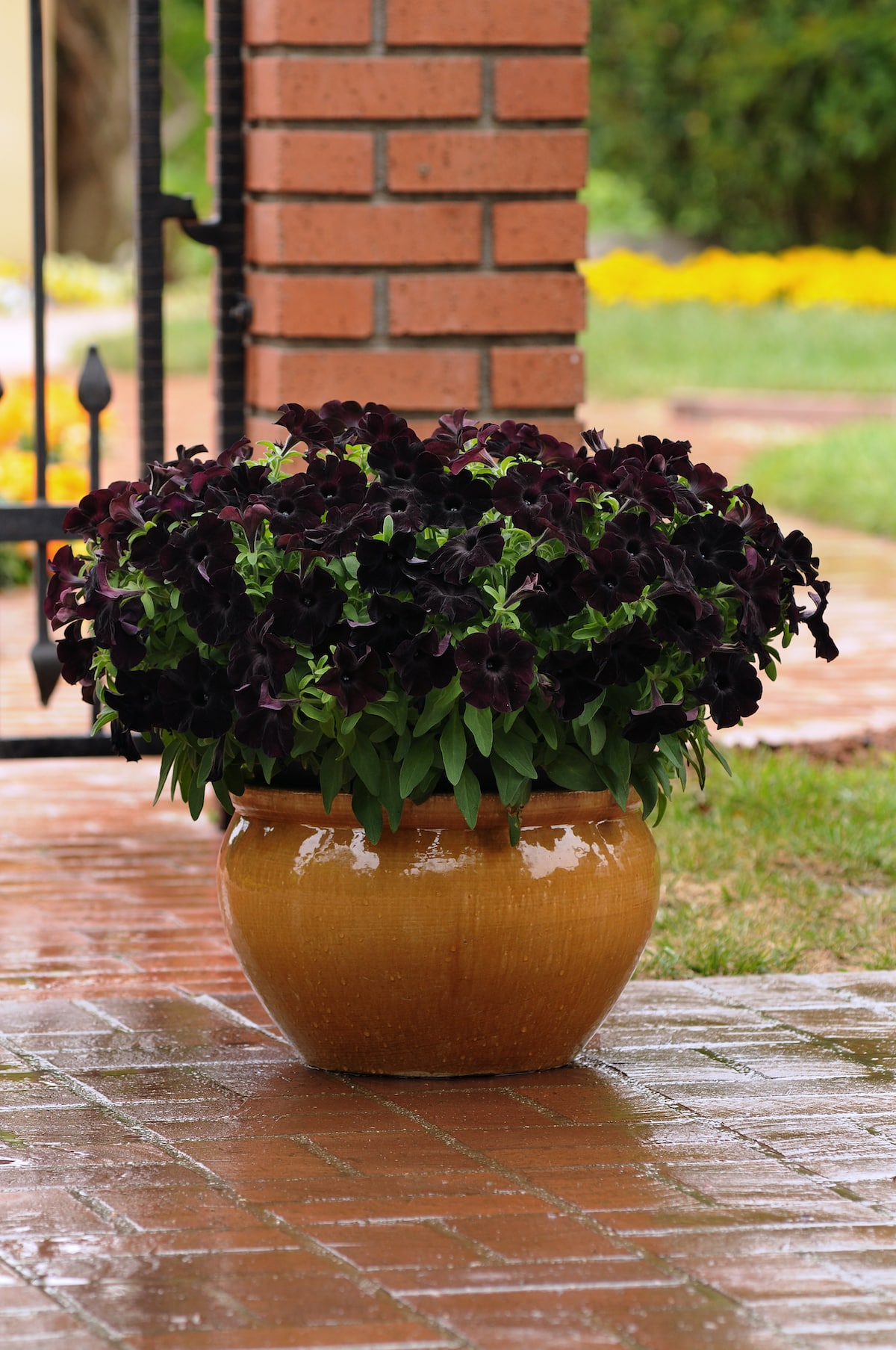 Petunia black magic growing in a clay pot outdoors.