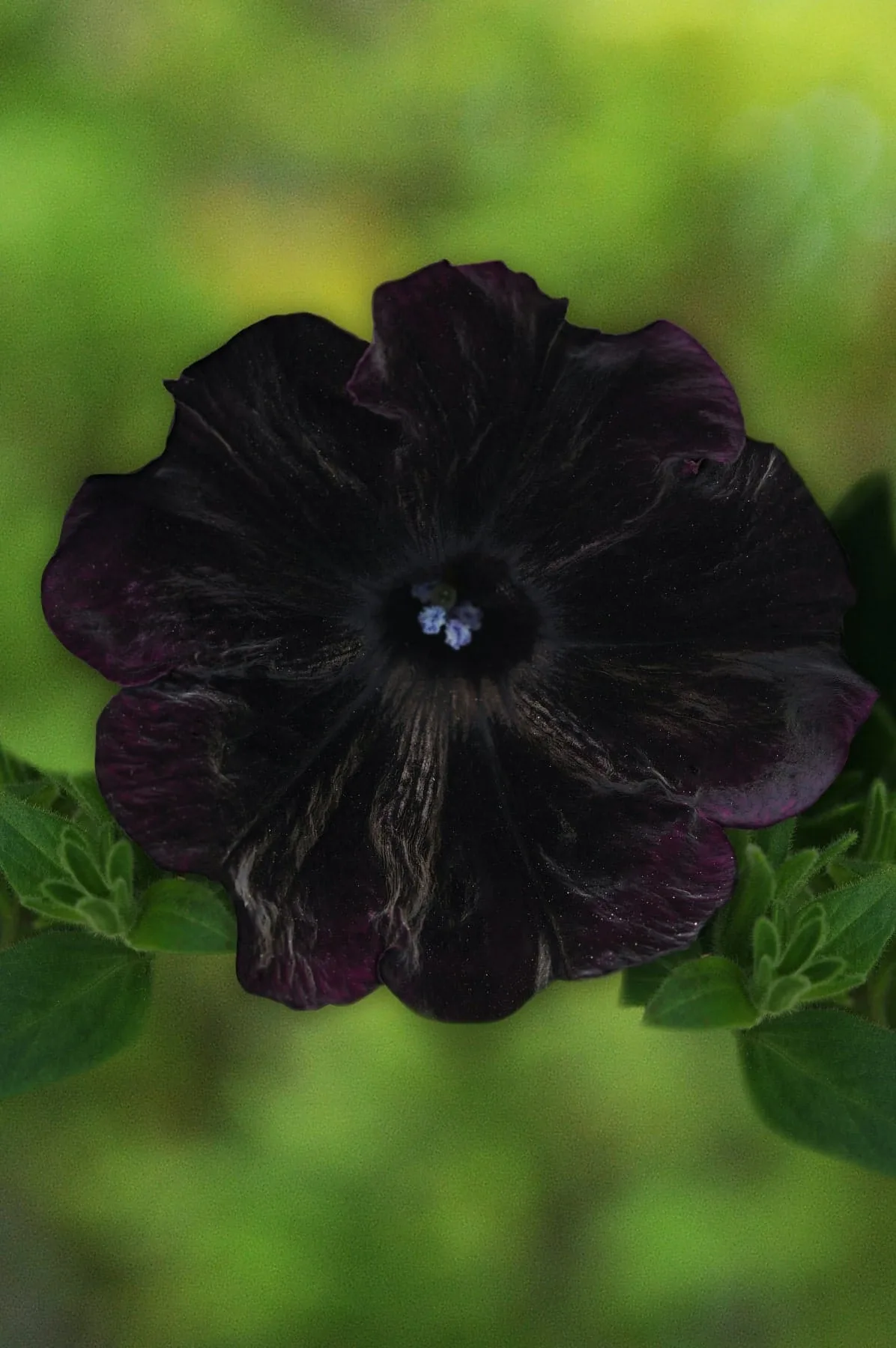 Petunia starlet velevt bloom close up of the black petals.