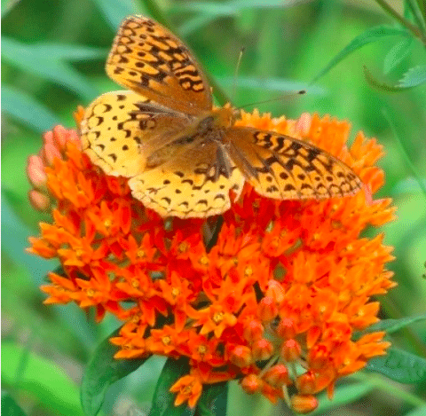 A butterfly sitting on top of an orange milkweed flower.