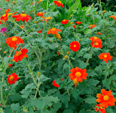 Tall orange mexican sunflowers growing in a garden.