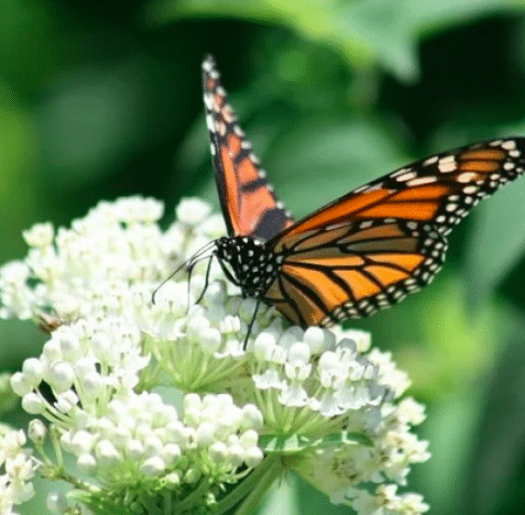 A monarch butterfly sitting on top of a white milkweed flower.